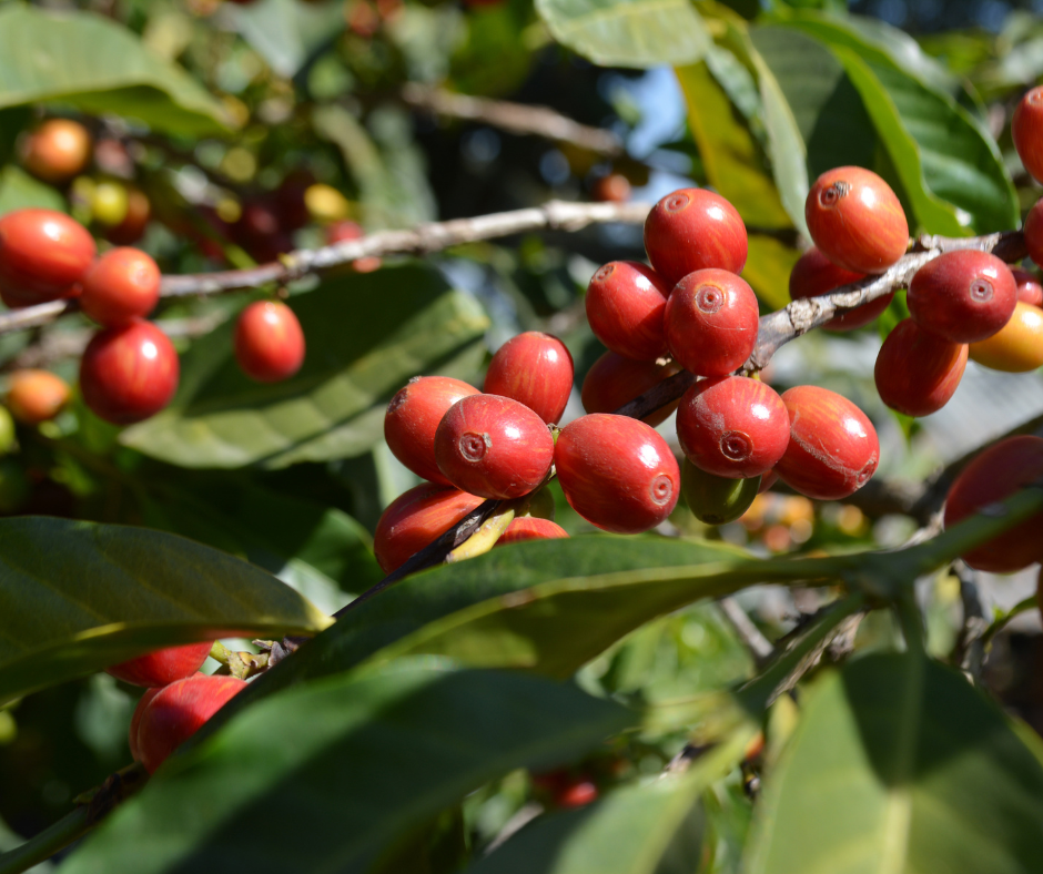 Des petits grains de café, rouge et murs sur une branche de caféier.